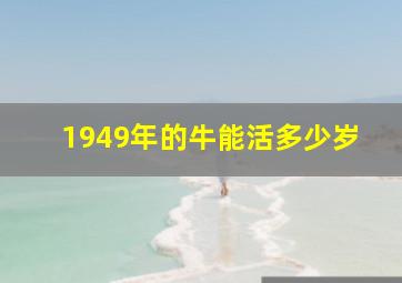 1949年的牛能活多少岁