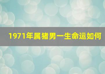 1971年属猪男一生命运如何