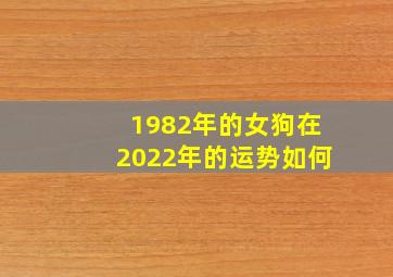 1982年的女狗在2022年的运势如何