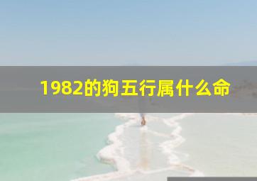 1982的狗五行属什么命