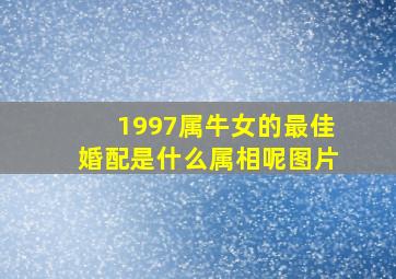 1997属牛女的最佳婚配是什么属相呢图片