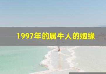 1997年的属牛人的姻缘