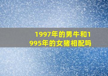 1997年的男牛和1995年的女猪相配吗