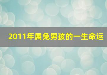 2011年属兔男孩的一生命运