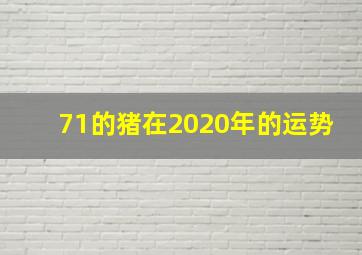 71的猪在2020年的运势