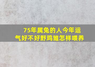 75年属兔的人今年运气好不好野鸡雏怎样喂养