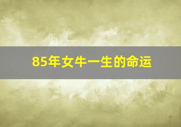 85年女牛一生的命运