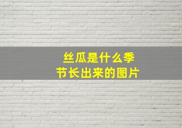 丝瓜是什么季节长出来的图片