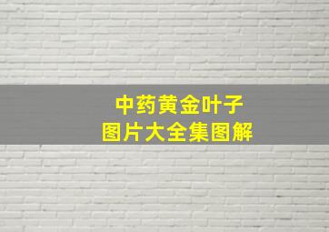 中药黄金叶子图片大全集图解