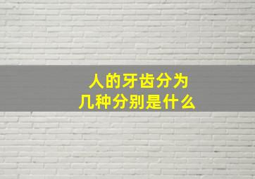 人的牙齿分为几种分别是什么