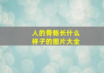 人的骨骼长什么样子的图片大全