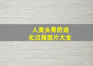 人类头骨的进化过程图片大全