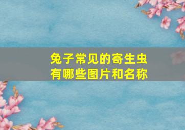 兔子常见的寄生虫有哪些图片和名称