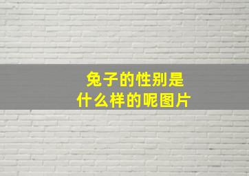 兔子的性别是什么样的呢图片