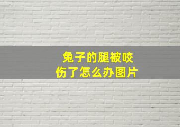 兔子的腿被咬伤了怎么办图片