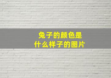 兔子的颜色是什么样子的图片