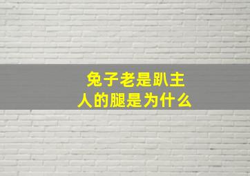 兔子老是趴主人的腿是为什么