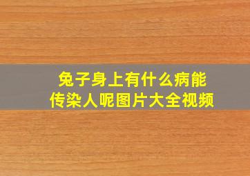 兔子身上有什么病能传染人呢图片大全视频