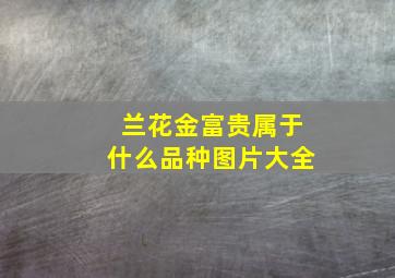 兰花金富贵属于什么品种图片大全