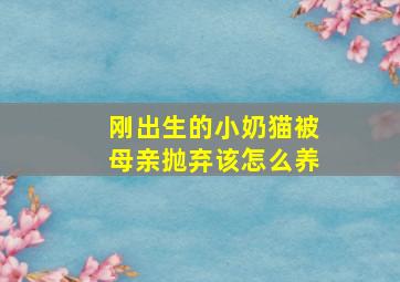 刚出生的小奶猫被母亲抛弃该怎么养