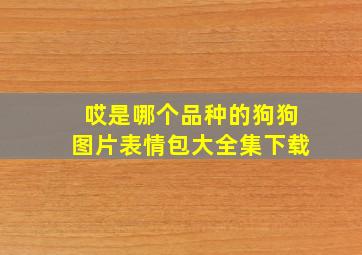 哎是哪个品种的狗狗图片表情包大全集下载