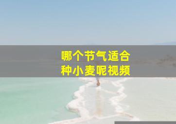 哪个节气适合种小麦呢视频