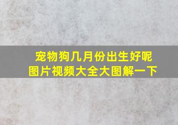 宠物狗几月份出生好呢图片视频大全大图解一下