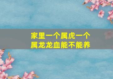 家里一个属虎一个属龙龙血能不能养