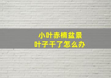 小叶赤楠盆景叶子干了怎么办