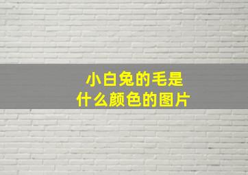 小白兔的毛是什么颜色的图片