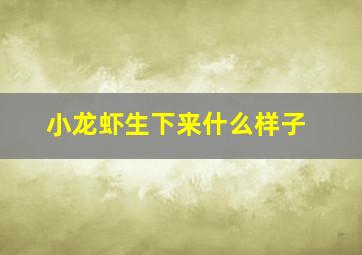 小龙虾生下来什么样子