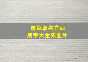 属兔取名宜忌用字大全集图片