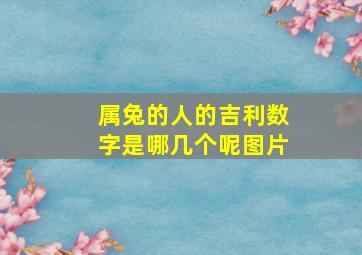 属兔的人的吉利数字是哪几个呢图片