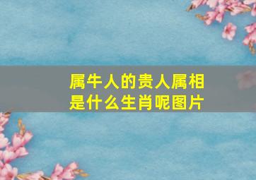 属牛人的贵人属相是什么生肖呢图片