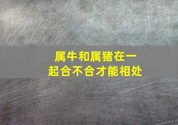 属牛和属猪在一起合不合才能相处