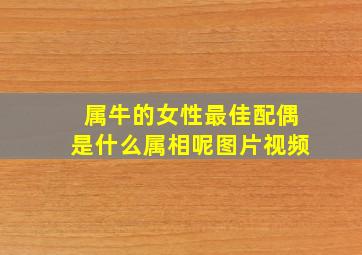 属牛的女性最佳配偶是什么属相呢图片视频