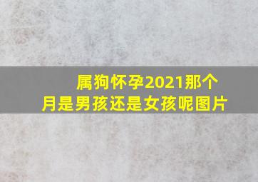 属狗怀孕2021那个月是男孩还是女孩呢图片