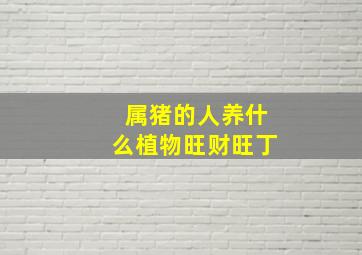 属猪的人养什么植物旺财旺丁