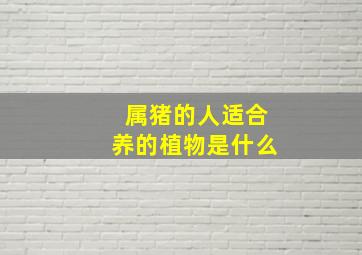 属猪的人适合养的植物是什么