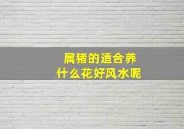 属猪的适合养什么花好风水呢