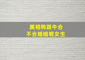 属相狗跟牛合不合婚姻呢女生