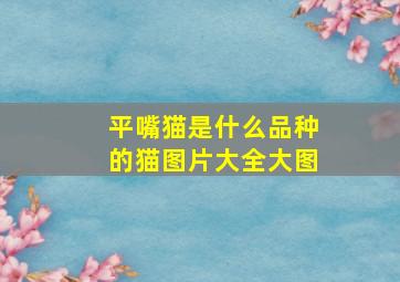 平嘴猫是什么品种的猫图片大全大图