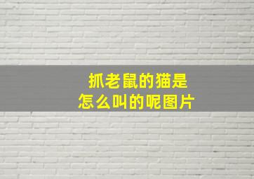 抓老鼠的猫是怎么叫的呢图片