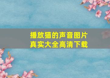 播放猫的声音图片真实大全高清下载