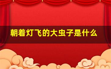 朝着灯飞的大虫子是什么