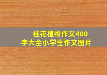 桂花植物作文400字大全小学生作文图片