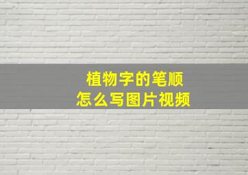 植物字的笔顺怎么写图片视频