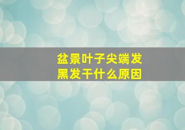 盆景叶子尖端发黑发干什么原因