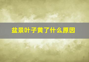 盆景叶子黄了什么原因