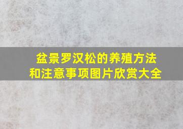 盆景罗汉松的养殖方法和注意事项图片欣赏大全